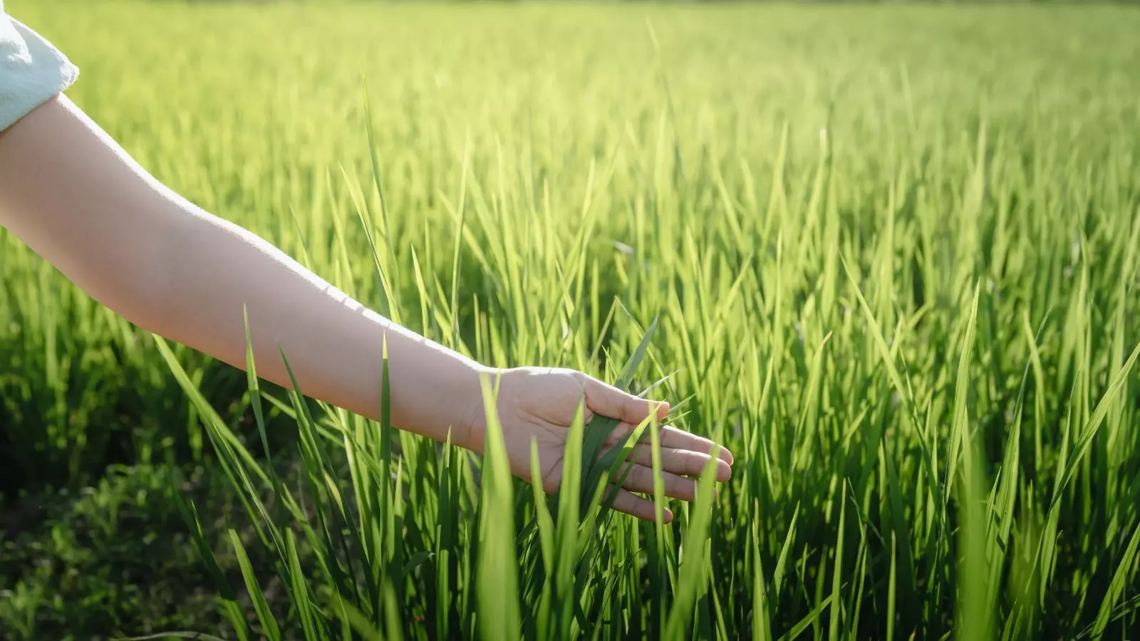 A person running their hand through a field of grass representing ESG and sustainability